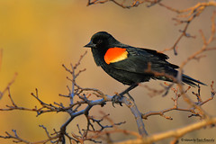 Blackbirds (ICTERIDAE)