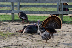Wild Turkey - Hockhockson Farm