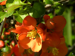 Ziedošais pavasaris // Flowering spring