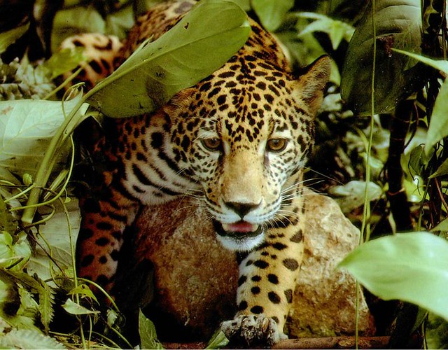 1Amazon-jaguar-diarioecologia.jpg