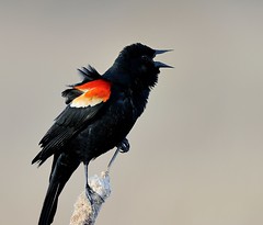 Carouge à Épaulettes / Rea-winged Blacbird  Mâle