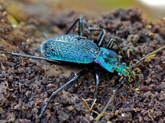 Blue Ground Beetle (Carabus intricatus) individual form 