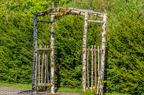 natural wood wedding arches
