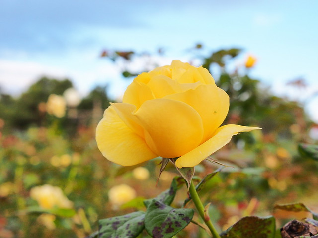 黃玫瑰花