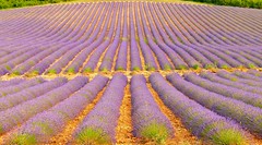 Provence - Provenza