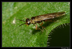 Hymenoptera/Xyelidae