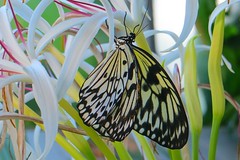 Butterfly House, 2016 Key West Trip