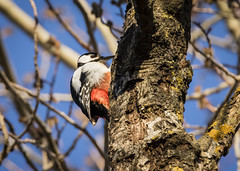 Större hackspett - Great Spotted Woodpecker - Dendrocopos major