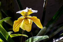 orquídeas - orchids