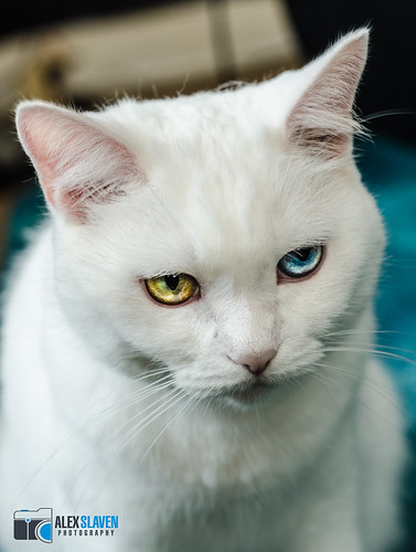 Grumpy Heterochromia