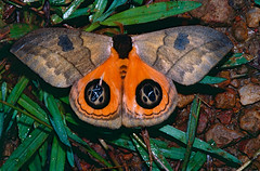 Bull's Eye Moth (Automeris liberia) male ...
