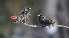 étourneau sansonnet- european starling