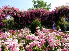 (BWO) Rosengarten Pitten   /   Rose garden Pitten