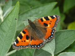 Butterflies 2009-2020