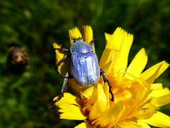 Hoplie bleue - Blue chafer beetle
