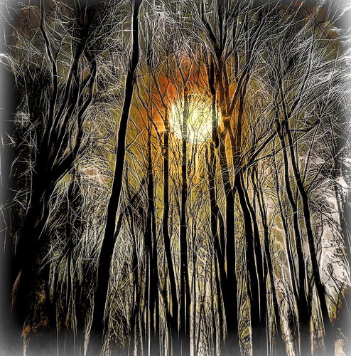Sunrise in the Forest at Night