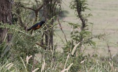 IMG_5084a Hildebrandt's Starling - Knobby Hill Gate, Serengeti, Tanania - GPS #392
