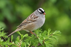 Bruant à couronne blanche (White-crowned Sparrow)