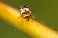 Crawling water beetles (Haliplidae)
