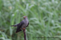 中杜鵑 Himalayan Cuckoo