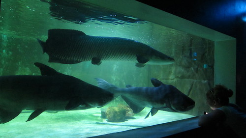 サムイアクアリウム＆タイガーZoo Samui Aquarium & Tiger Zoo (6)