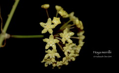Hoya merrillii (Apocynaceae)