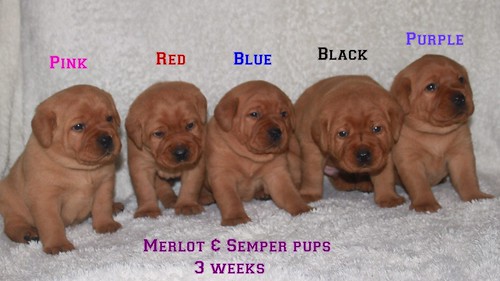 Merlot & Semper pups