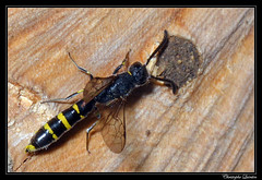 Hymenoptera/Sapygidae