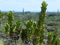 Celastraceae