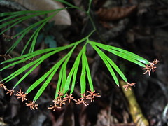 Schizaeaceae