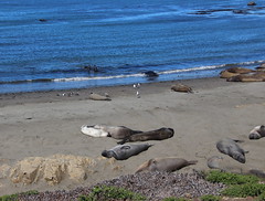 The Elephant Seal Rookery at Piedra Blanca Rock on the Central California Coast