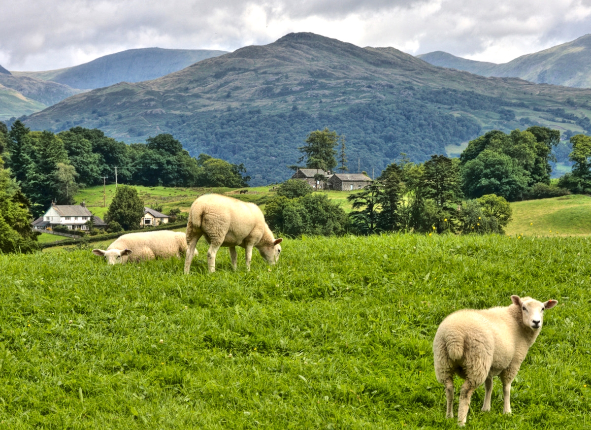 Sheep and mountains near Hawkshead, Lake District. Credit Anne Roberts, flickr
