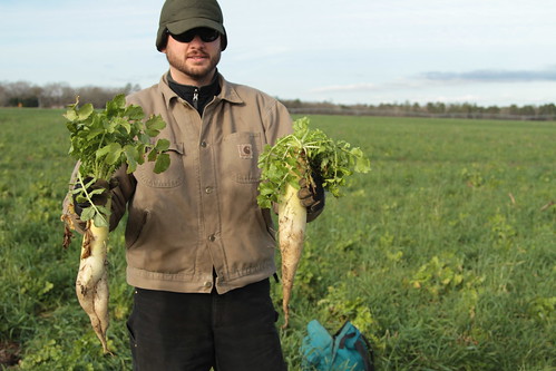 Jason Carter is one of the five South Carolina farmers participating in a field study funded through a Conservation Innovation Grant. His tillage radishes are part of his multispecies cover crop mix. NRCS photo.