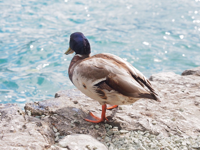 Bled湖區放空的鴨子
