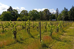 2014-06-08 Domaine Meriwether Winery