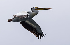 pelicans @ puntzi lake, bc
