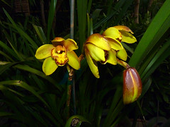 orchid hybrids i've bloomed #4 (full)