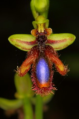 Ophrys speculum lusitanica