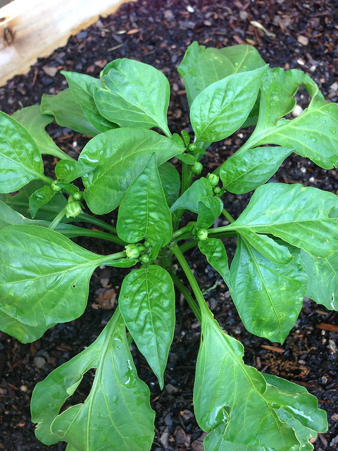 pepper buds