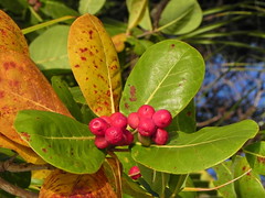 Combretaceae