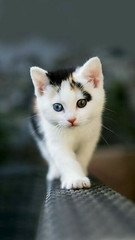 Check the cutest kittens: http://thecaturday.us