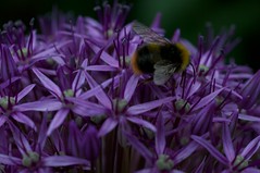 Busy Bee + Allium 