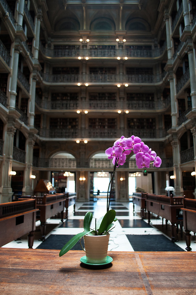 Orchid at Peabody Library