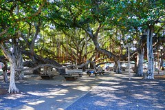 2016-06-22 Banyan Court Park, Lahaina, Maui, Hawai'i
