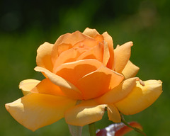 Schenectady Rose Garden 9-2-2012