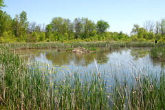 Booth Creek Wetland