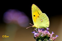 Papillons / Chenilles -  Butterflies / Caterpillars