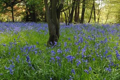 Bluebells and more