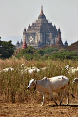 Burma/Myanmar
