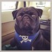 Somebody's on his way to the vet at #AnimalArk in Edmonton! Seems pretty jazzed about it actually. #MauiThePug #pug #pugs #pugsrule #instagrampugs #pugsofinstagram